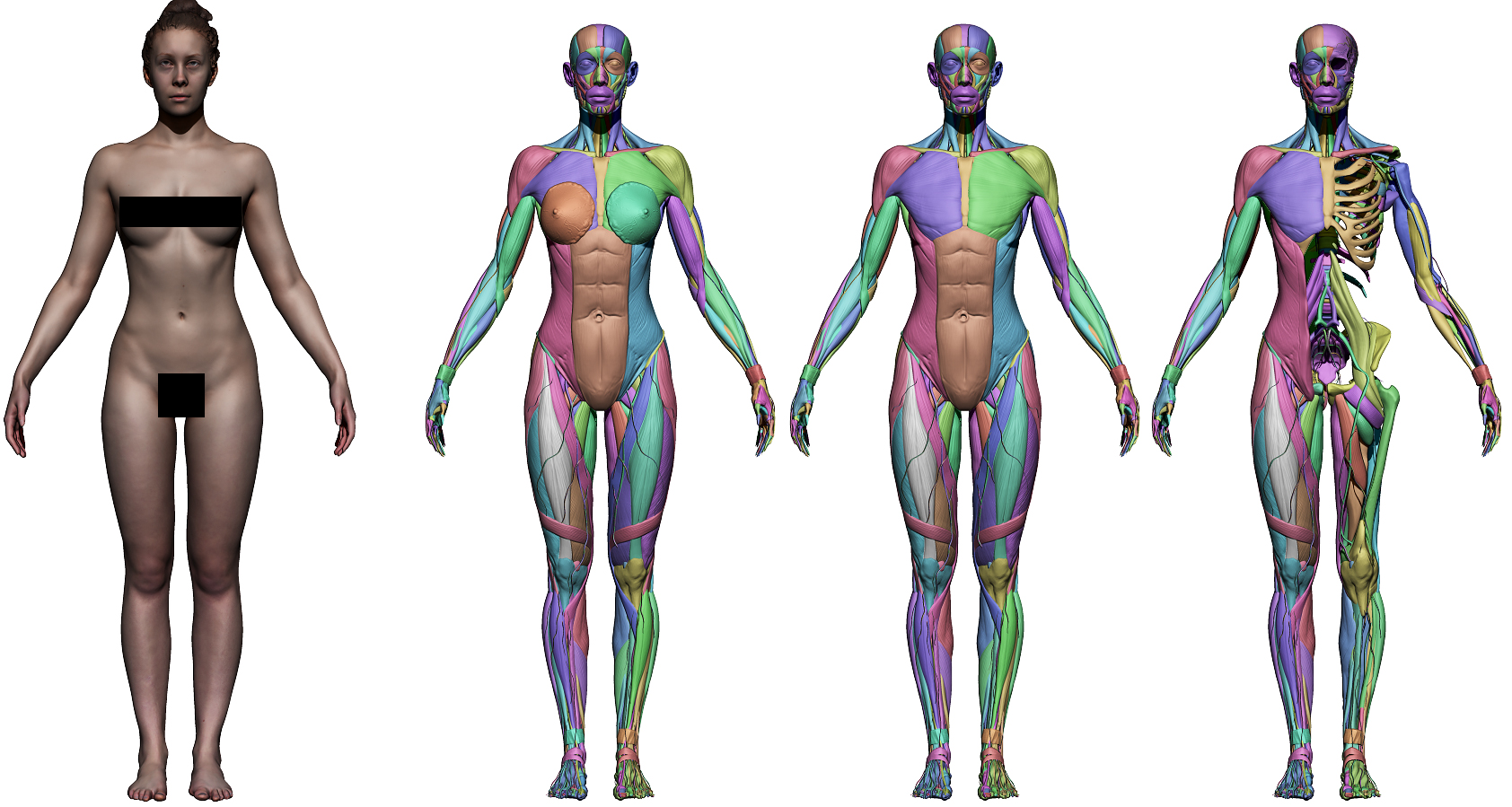 #male torso #female torso #torso #torse #body #corps #morphology #morpholog...