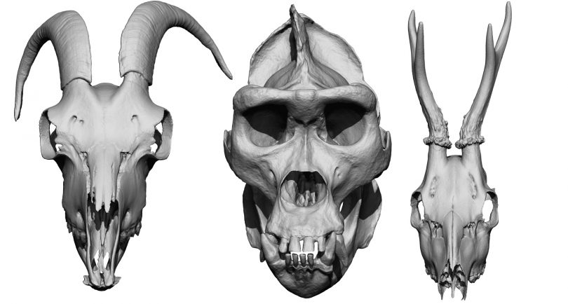 Animal Skulls - Anatomy 360