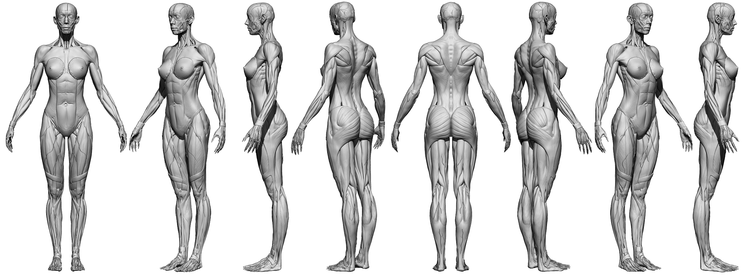 Female Body Reference - Anatomy 360