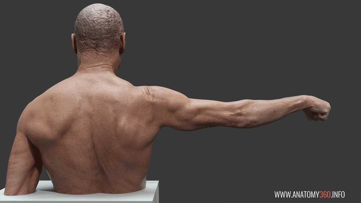 Arm Extension Reference Images - Anatomy 360