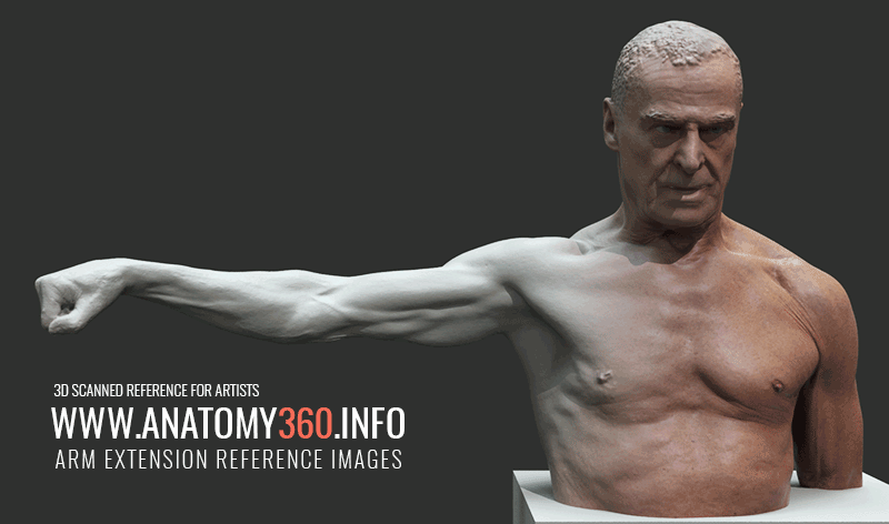 Arm Extension Reference Images - Anatomy 360